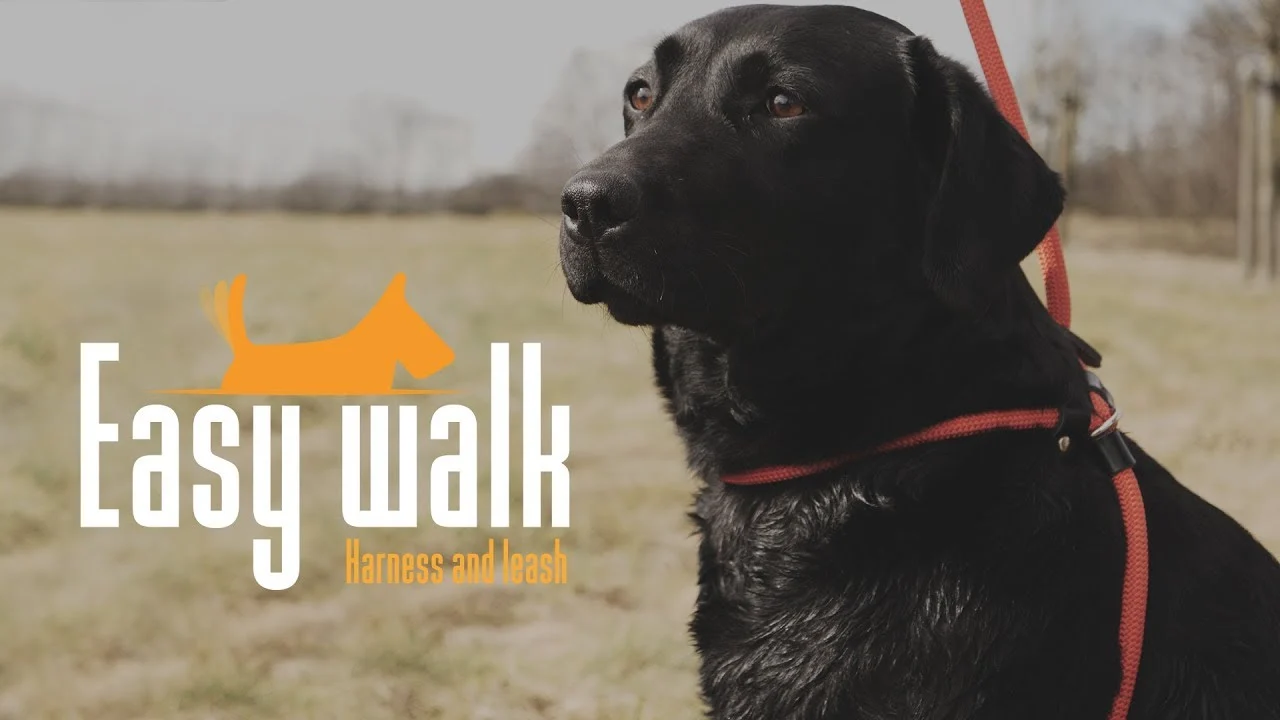 Ham cu lesă din frânghie pentru câini, negru, Regular 345 cm – Easy Walk, model cu lesă purtată pe umăr - imagine 3