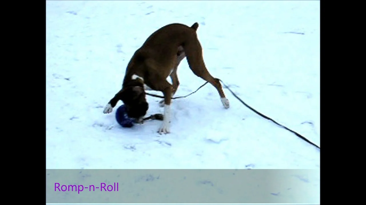 Minge pentru câini cu frânghie, plutitoare, vanilie L (20 cm) – Jolly Pets Romp-n-Roll - imagine 2
