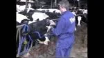 Dispozitiv de contenție a capului pentru administrare orală la bovine – Vink - imagine 6