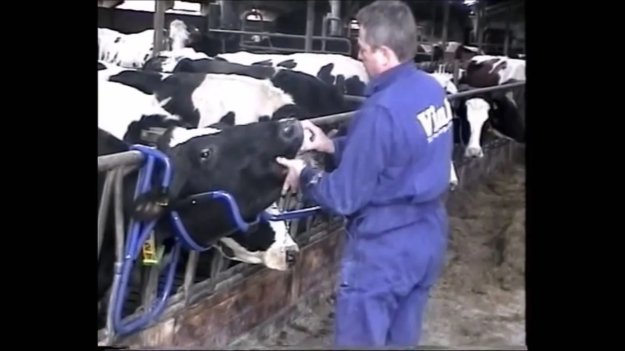 Dispozitiv de contenție a capului pentru administrare orală la bovine – Vink - imagine 6