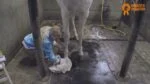 Ulei pentru copite cu ulei de arbore de ceai, 500 ml – Paardenpraat TV Hoefglansolie - imagine 2