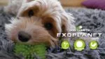Minge pentru câini cu țepi și piuitor, M 8 cm, portocalie – Dog Comets Exoplanet - imagine 3