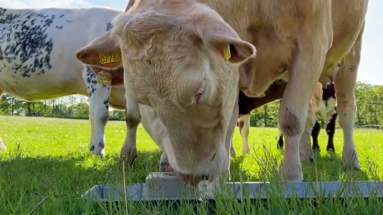 Piatră de lins cu minerale pentru bovine, oi și capre, 10 kg – Excellent Salt Lick Parex - imagine 2
