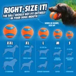 Lansator de mingi cu minge, 45 cm – Chuckit! Junior Ball Launcher - imagine 3