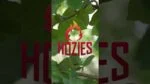 Jucărie pentru câini din furtun de pompieri, M – Hozies Billy Bengal - imagine 2