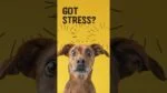 Recompense masticabile moi pentru câini, pentru momentele stresante, 120 bucăți – Excellent Pets No Stress Soft Chews - imagine 2