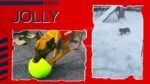 Minge de aport pentru câini, albastru deschis, 20 cm – Jolly Pets Jolly Soccer Ball - imagine 4