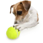 Distribuitor de recompense pentru câini, cu telecomandă în formă de minge – AFP Interactives - Lucky Treat with Rolling Ball - imagine 5
