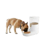 Hrănitor automat pentru câini cu rezervor, 3 l – AFP Lifestyle 4 Pets Gravity Pet Food Feeder - imagine 2