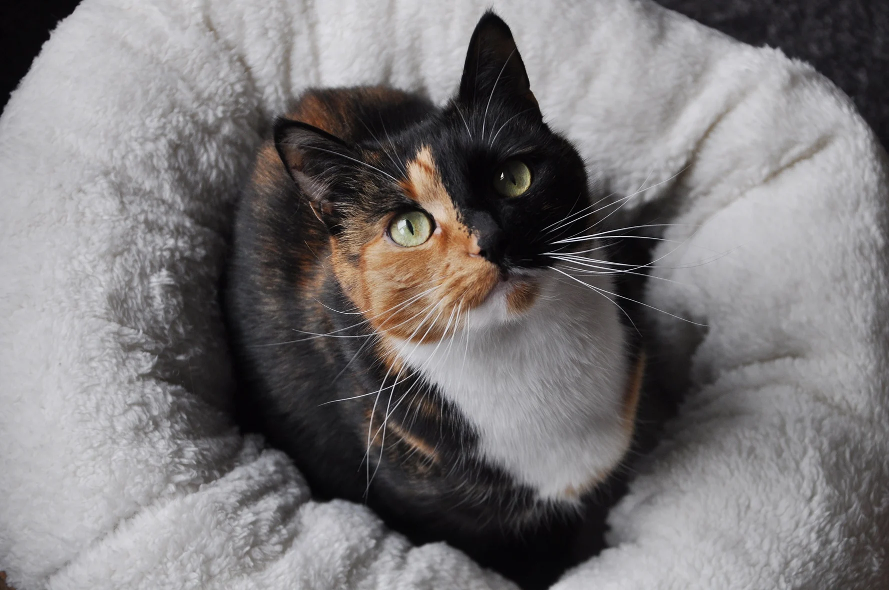 Pat rotund pentru câini, din pluș, bej, 45 x 45 x 25 cm – AFP Lambswool Donut Bed - imagine 4