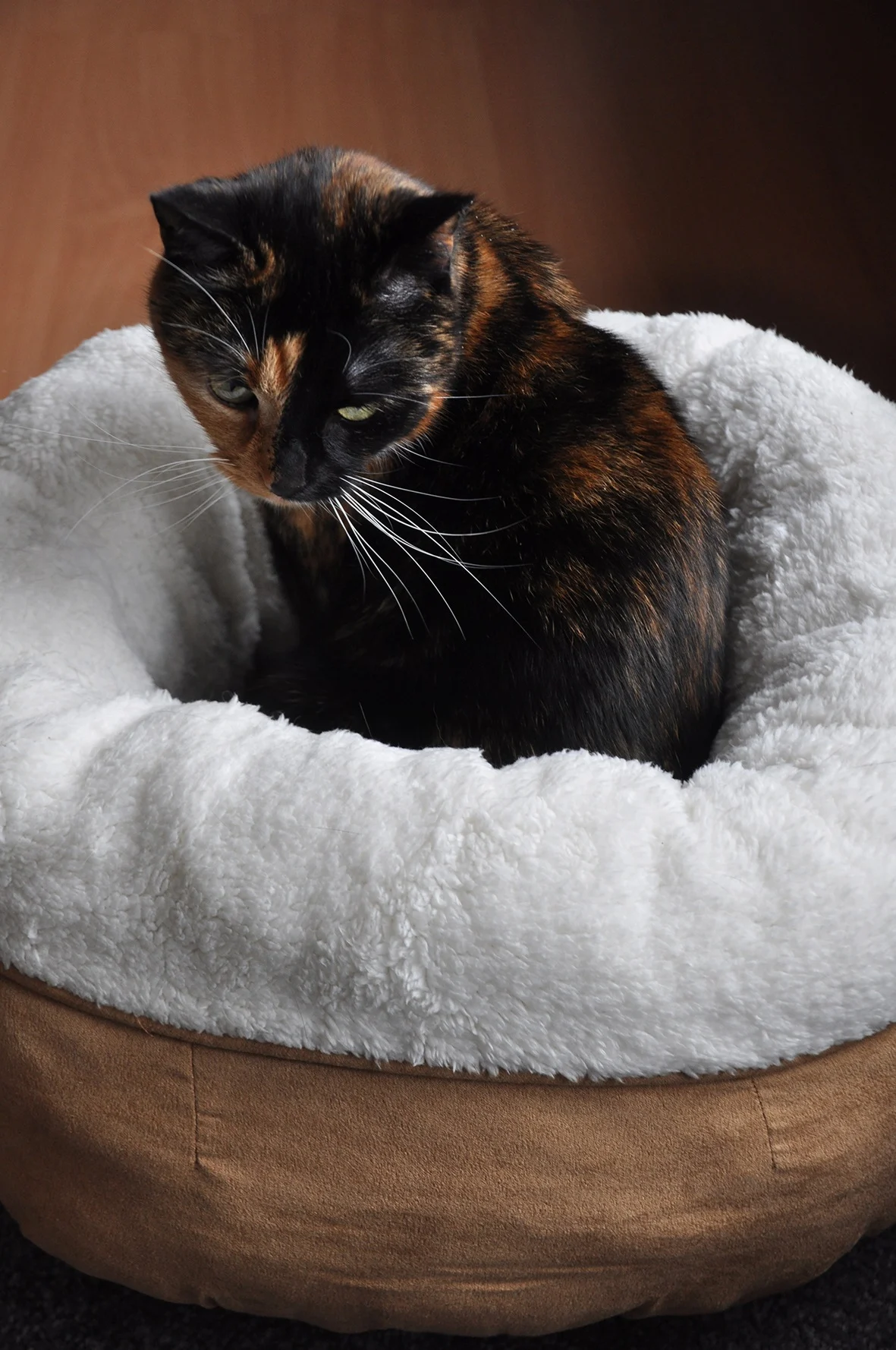 Pat rotund pentru câini, din pluș, bej, 45 x 45 x 25 cm – AFP Lambswool Donut Bed - imagine 3