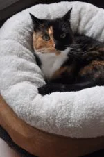 Pat rotund pentru câini, din pluș, bej, 45 x 45 x 25 cm – AFP Lambswool Donut Bed - imagine 2