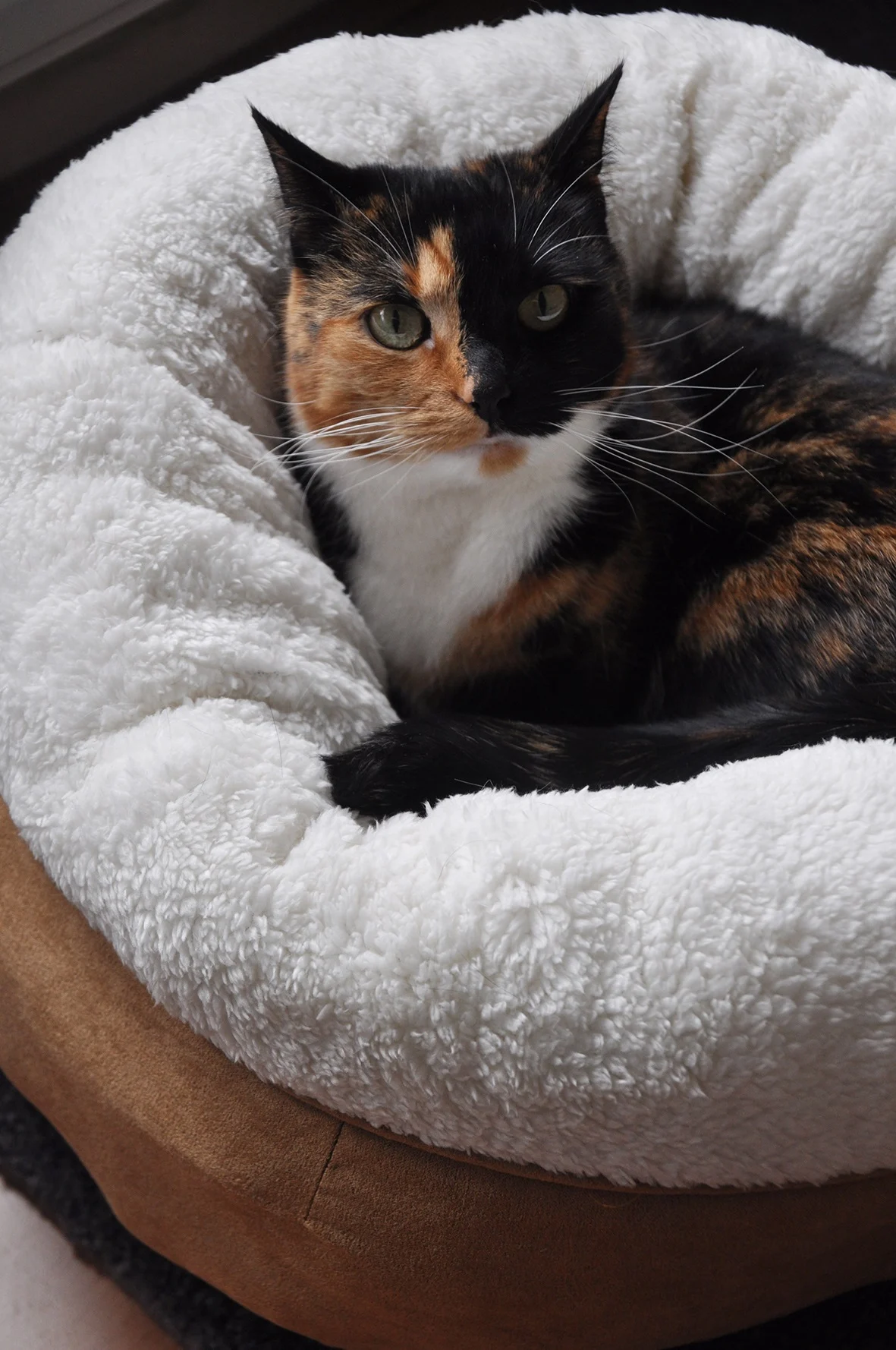 Pat rotund pentru câini, din pluș, bej, 45 x 45 x 25 cm – AFP Lambswool Donut Bed - imagine 2