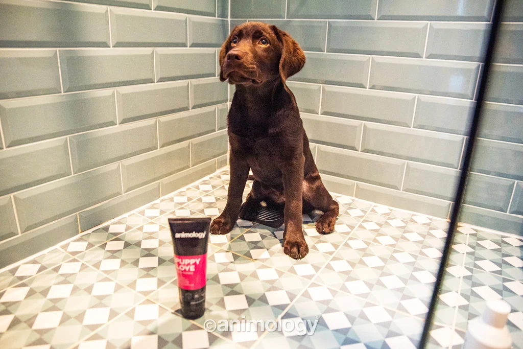Șampon pentru pui cu piele sensibilă, 250 ml – Animology Puppy Love - imagine 3