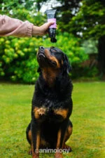 Șampon pentru câini pentru îndepărtarea puricilor și căpușelor prin spălare, 250 ml – Animology Flea & Tick - imagine 3