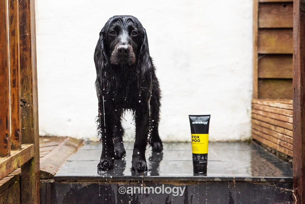 Șampon pentru câini împotriva mirosurilor neplăcute, 250 ml – Animology Fox Poo - imagine 4