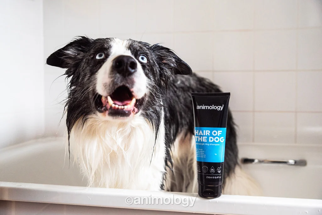Șampon pentru câini care ajută la descurcarea blănii, cu balsam, 250 ml – Animology Hair Of The Dog Anti-Tangle - imagine 3