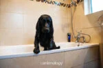 Balsam pentru câini pentru descurcarea blănii, 250 ml – Animology Top Dog Conditioner - imagine 2