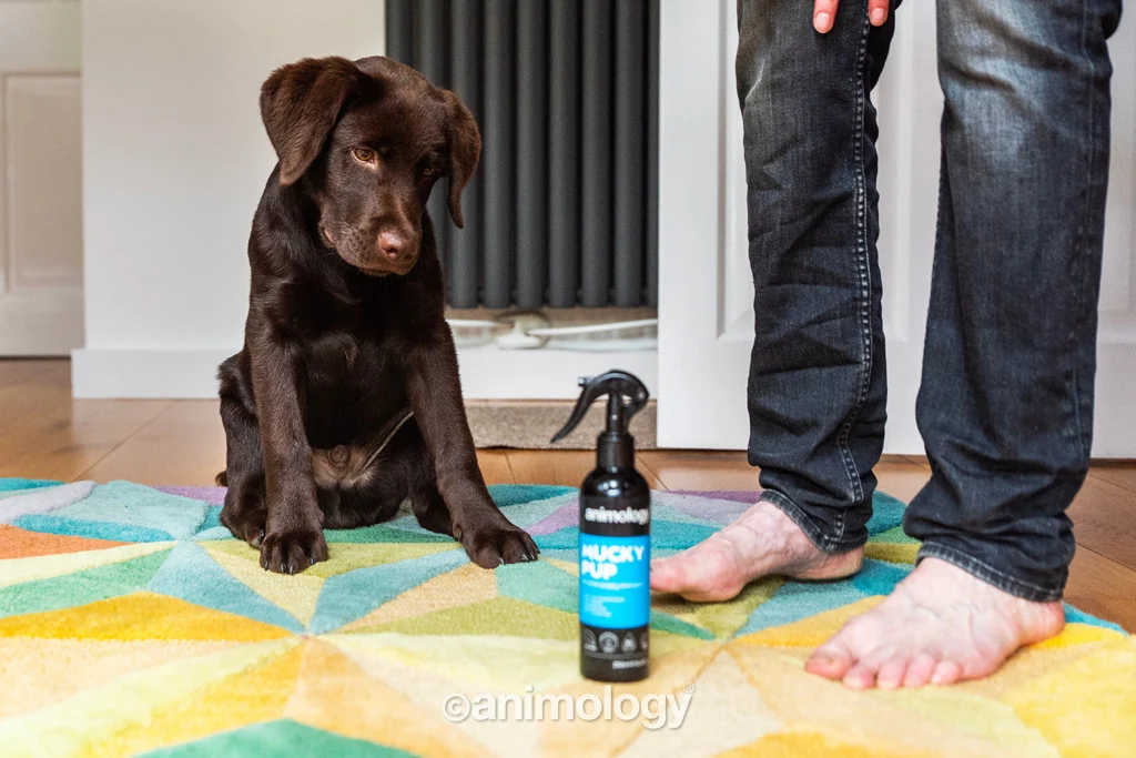 Șampon spray fără clătire pentru căței, 250 ml – Animology Mucky Pup - imagine 2