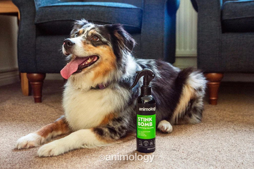 Spray pentru blana câinilor, împotriva mirosurilor, 250 ml – Animology Stink Bomb Deodorising Dog Spray - imagine 2