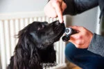 Balsam pentru lăbuțele câinilor, potrivit și pentru nas, 50 ml – Animology Paws & Nose Balm - imagine 4