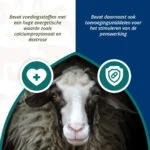 Bolus energetic pentru oi și capre, 24 de bucăți – Excellent Ener Bolus Schaap & Geit - imagine 4