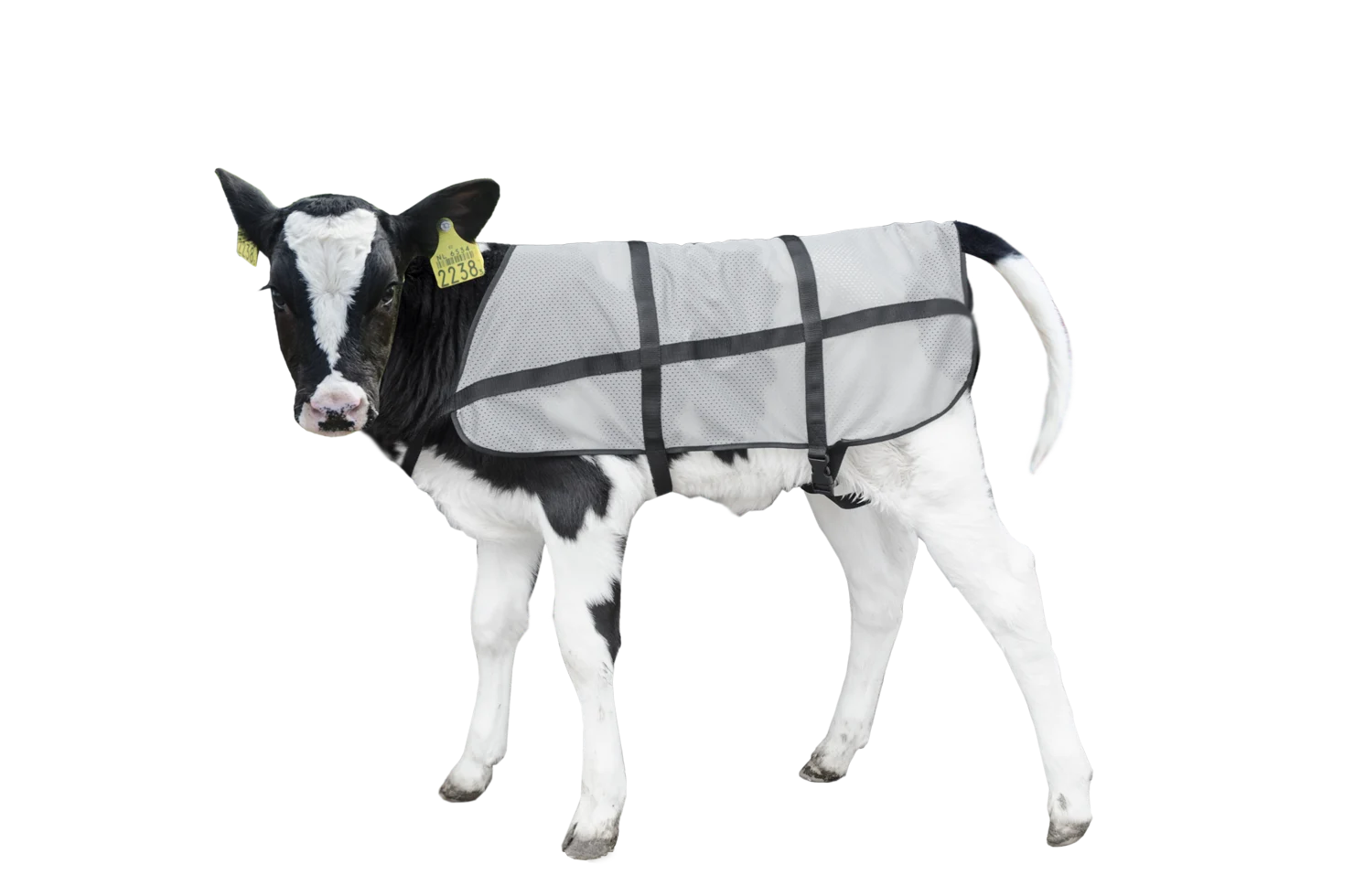 Pătură de vară pentru viței, respirabilă, lungime pe spate 70 cm – Bodyguard Calf Summer Blanket - imagine 1