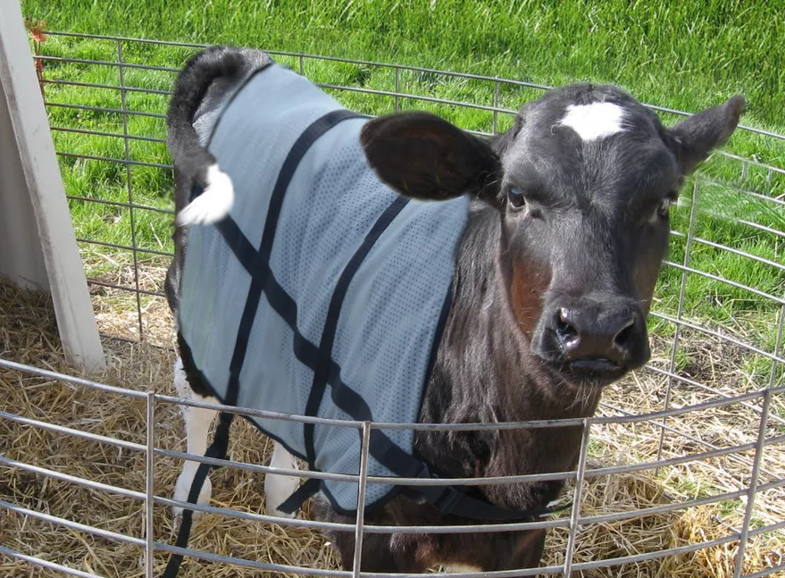Pătură de vară pentru viței, respirabilă, lungime pe spate 70 cm – Bodyguard Calf Summer Blanket - imagine 4