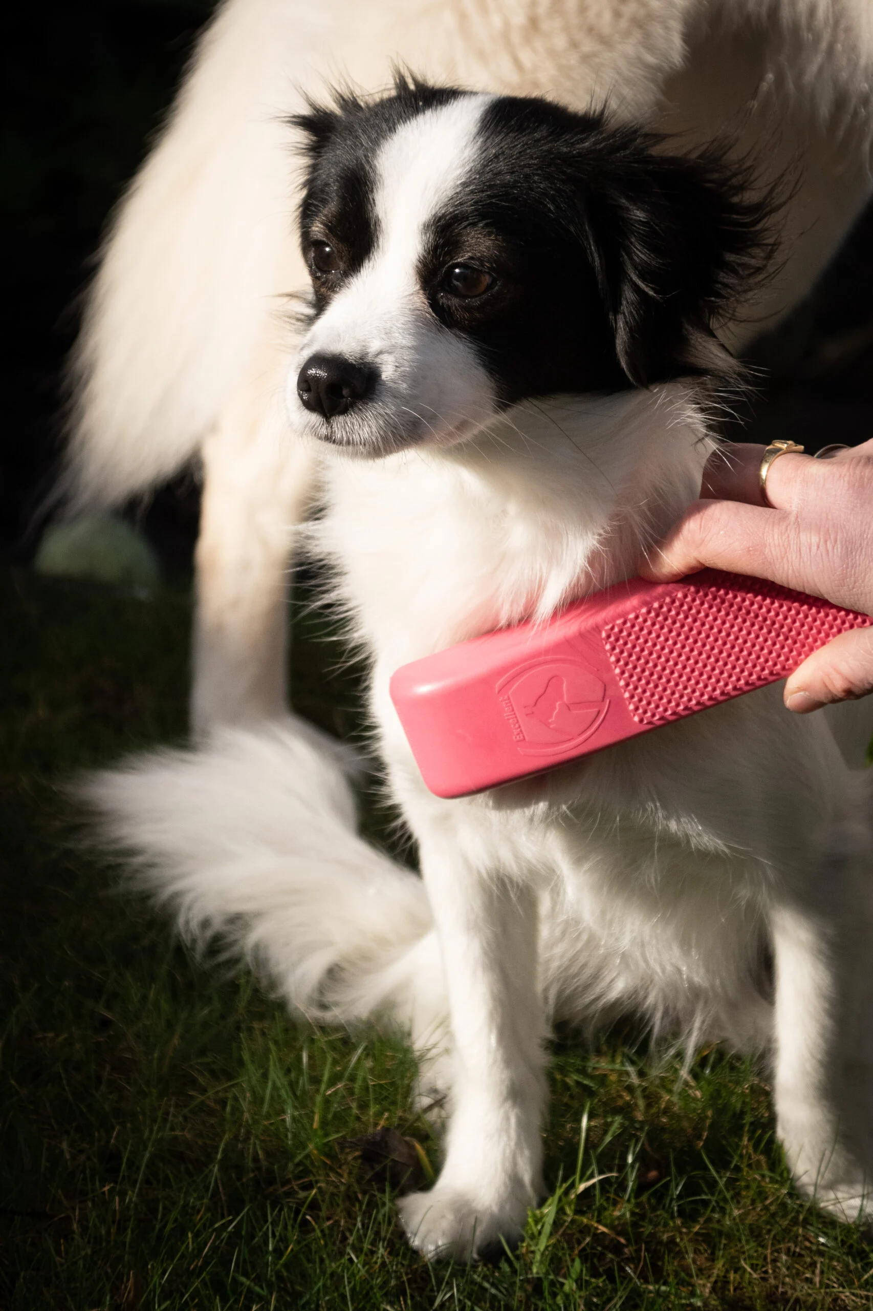 Perie pentru spălare și masaj pentru câini, medie, roz, 17,5 cm – Excellent Pets Grooming Brush - imagine 2
