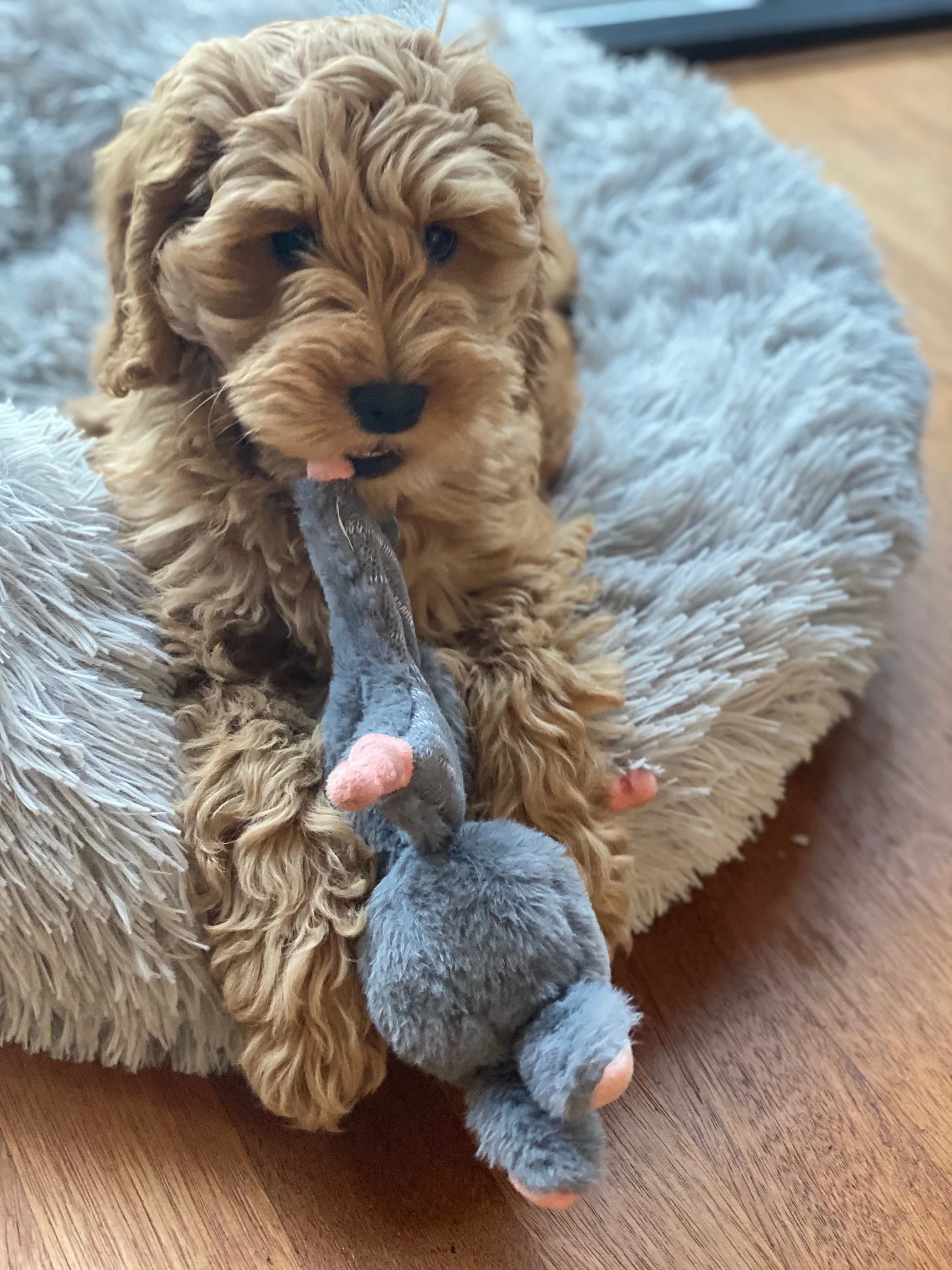 Jucărie de pluș în formă de iepure pentru câini, cu piuitoare – Bunny Puppy Crunchy Knot - imagine 3