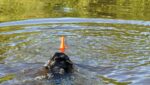 Jucărie de aport cu șnur pentru apă, 23 cm, portocalie – Dog Comets Bobber - imagine 4