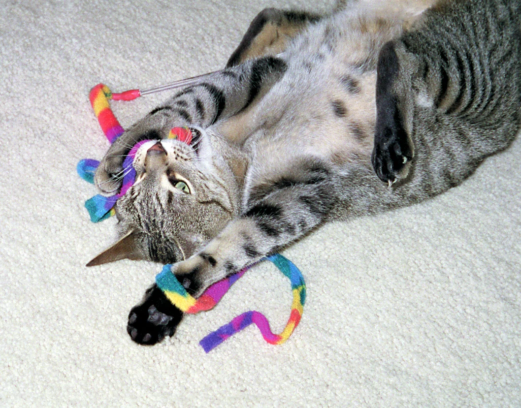 Jucărie interactivă pentru pisici – Cat Dancer Cat Charmer - imagine 2