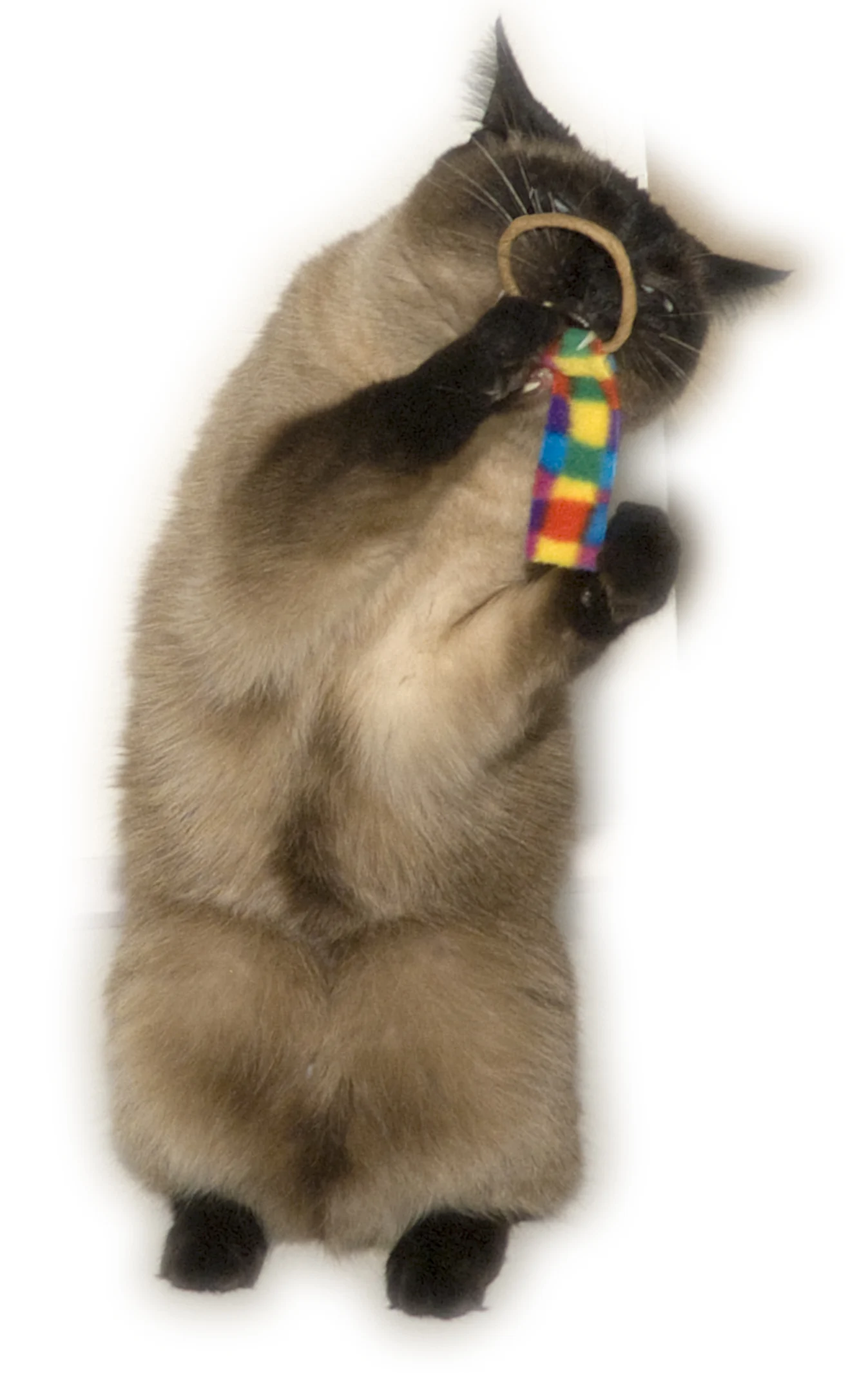 Set de jucării pentru pisici, 2 bucăți – Cat Dancer Ring Tail Chasers - imagine 2