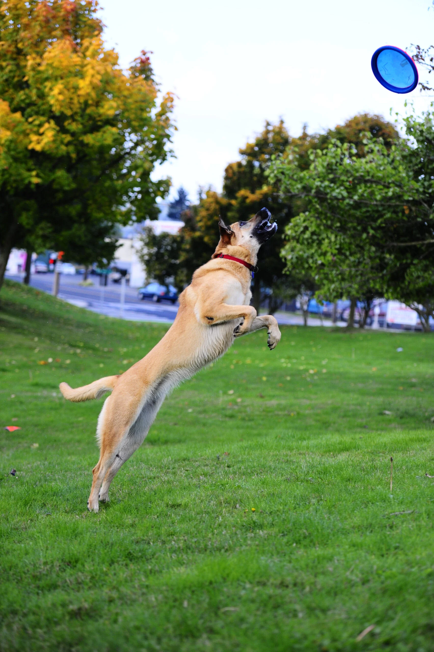 Frisbee pentru câini, plutitor, Ø 16 cm – Chuckit! Paraflight S - imagine 2