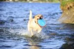 Frisbee pentru câini, plutitor, Ø 16 cm – Chuckit! Paraflight S - imagine 5