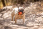 Minge de aport pentru câini, plutitoare, Ø 6 cm – Chuckit! Air Fetch Ball - imagine 3