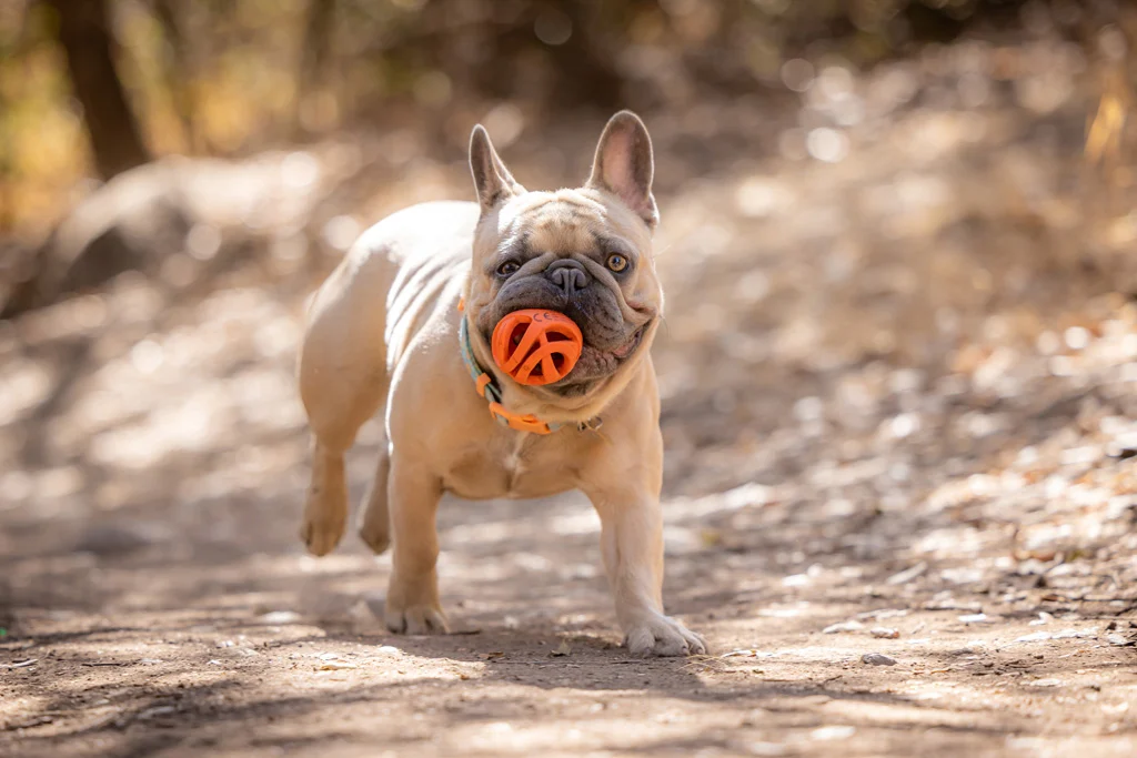 Minge de aport pentru câini, plutitoare, Ø 6 cm – Chuckit! Air Fetch Ball - imagine 3
