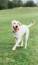 Minge de aport pentru câini, plutitoare, Ø 6 cm – Chuckit! Air Fetch Ball - imagine 4