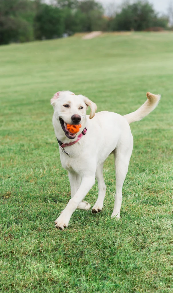 Minge de aport pentru câini, plutitoare, Ø 6 cm – Chuckit! Air Fetch Ball - imagine 4