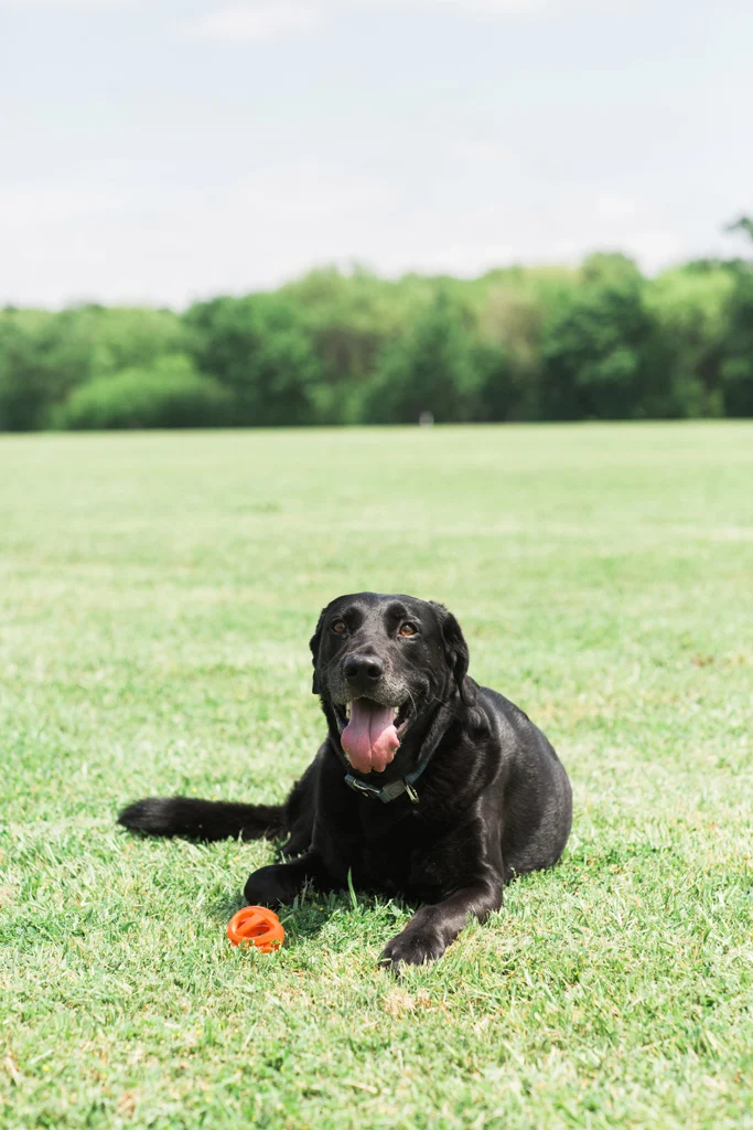 Minge de aport pentru câini, plutitoare, Ø 6 cm – Chuckit! Air Fetch Ball - imagine 5