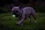 Minge luminoasă pentru câini S, plutitoare, 4,5 cm, 2 bucăți – Chuckit! Air Glow Fetch Ball - imagine 4