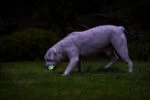 Minge luminoasă pentru câini M, plutitoare, 6 cm, 2 bucăți – Chuckit! Air Glow Fetch Ball - imagine 6