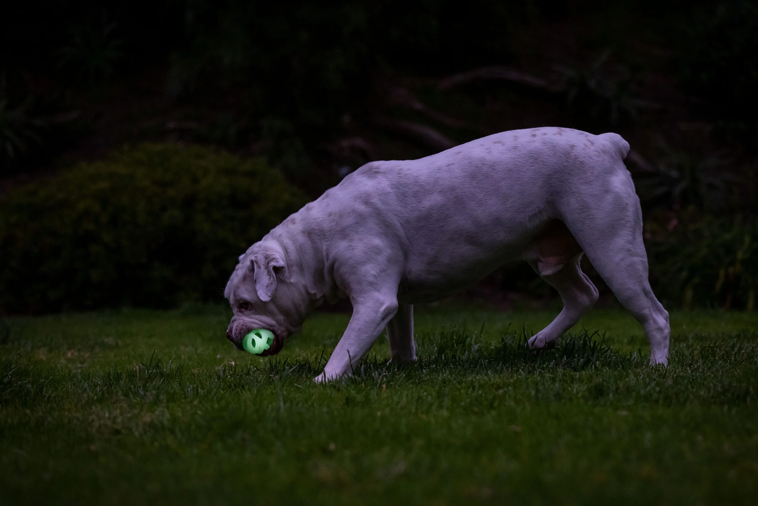 Minge luminoasă pentru câini, mărimea M, plutitoare, 6 cm – Chuckit! Air Glow Fetch Ball - imagine 4