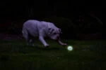 Minge luminoasă pentru câini, mărimea M, plutitoare, 6 cm – Chuckit! Air Glow Fetch Ball - imagine 5