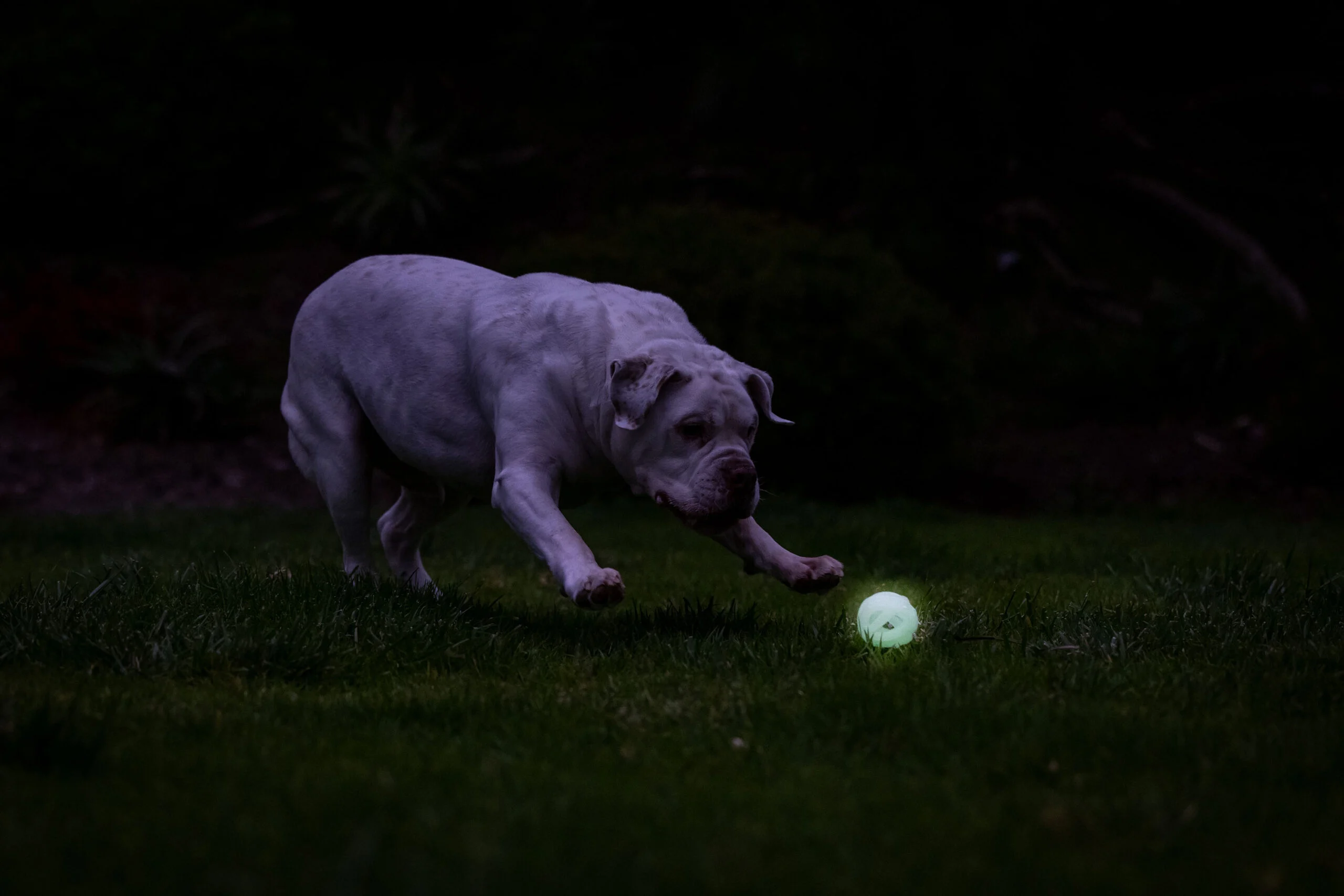Minge luminoasă pentru câini, mărimea M, plutitoare, 6 cm – Chuckit! Air Glow Fetch Ball - imagine 5