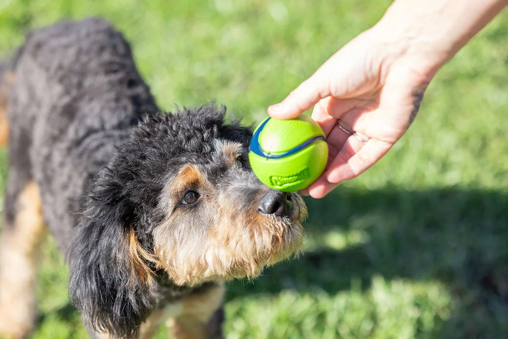 Mingi pentru câini cu aromă de bacon și unt de arahide, 4 bucăți – Chuckit! Sniff Fetch Ball Bacon & Peanut Butter M - imagine 2