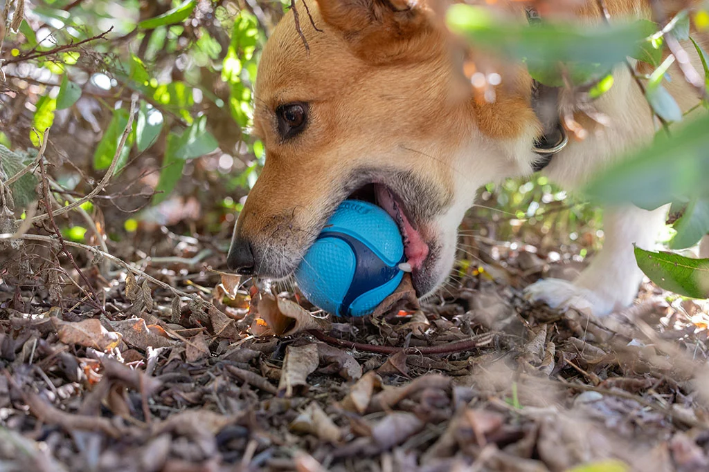 Mingi pentru câini cu aromă de bacon și unt de arahide, 4 bucăți – Chuckit! Sniff Fetch Ball Bacon & Peanut Butter M - imagine 3