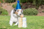 Minge pentru câini cu aromă de vanilie, M 6 cm – Chuckit! Birthday Fetch Ball - imagine 2