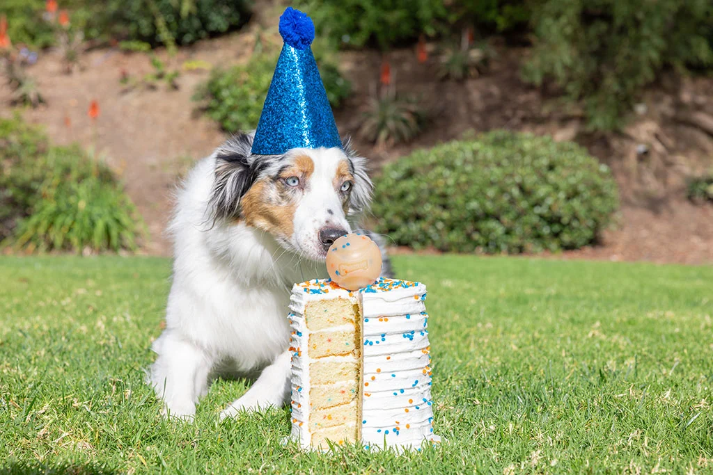 Minge pentru câini cu aromă de vanilie, M 6 cm – Chuckit! Birthday Fetch Ball - imagine 2