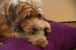 Minge pentru câini cu parte luminoasă și chițăitoare M, 7,5 cm, roz – Dog Comets Glow In The Dark Moon Bal - imagine 4